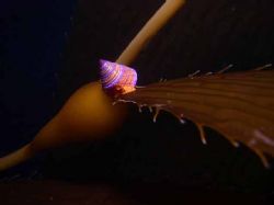 Blue Ring top Snail on Macrocystis
Taken on a saftey sto... by Frank M Virga 